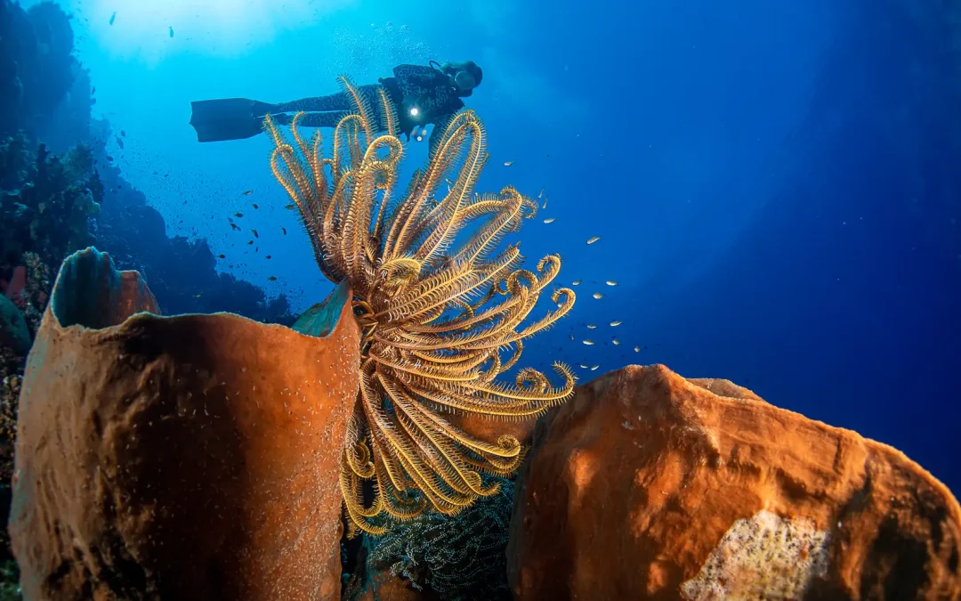 AMBON – KAIMANA, la Mer de Banda Août 2025