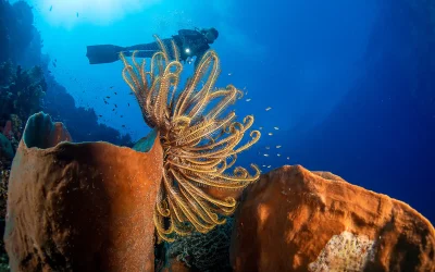 AMBON – KAIMANA, la Mer de Banda Août 2025
