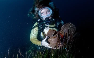 Les nacres de Méditerranée en péril